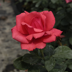 Rosa  Amica - czerwony  - róża wielkokwiatowa - Hybrid Tea